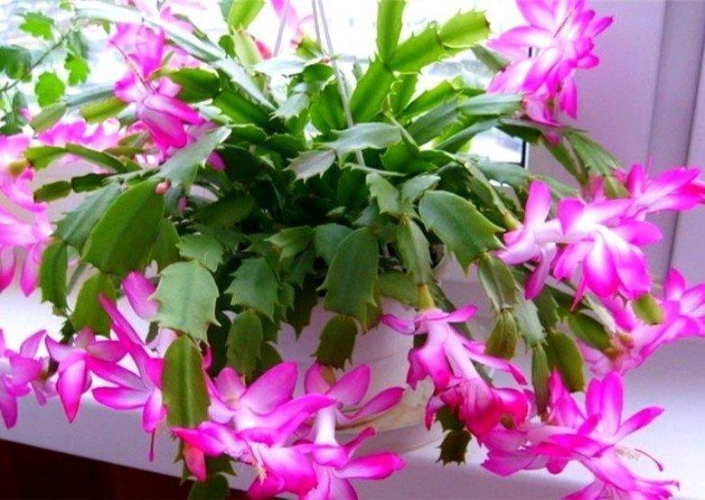 🌺 Почему декабрист не радует цветением? 🌺