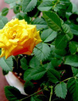 &#10084; Адаптация комнатных роз. &#127801;