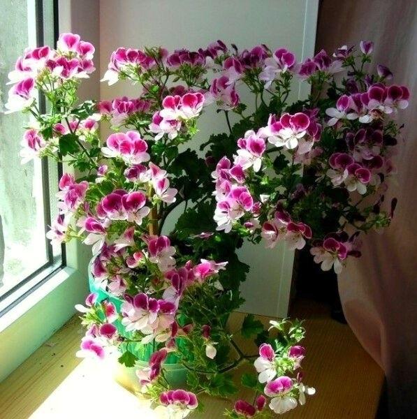 Вот так расцвела моя герань