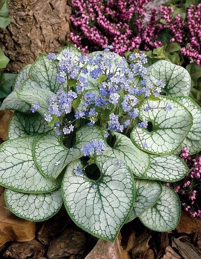 11 красивых цветов для тени и полутени