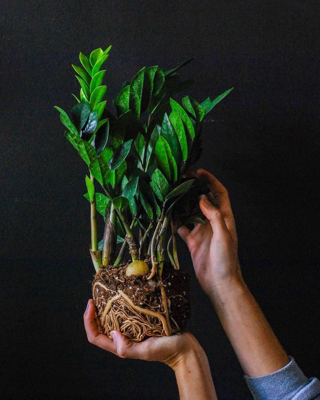 Три правила, чтобы замиокулькас активно разрастался &#127807;