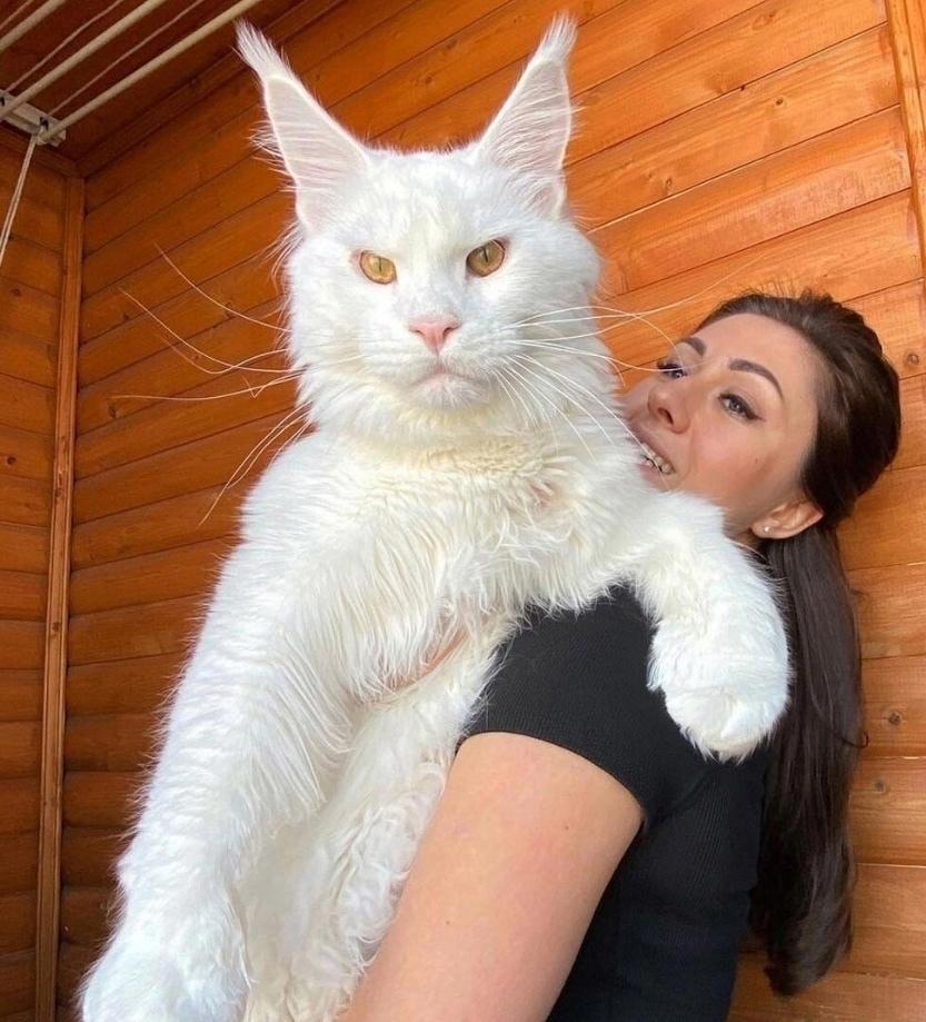 Познакомьтесь с Кефиром — великолепным представителем породы мейн-кун из России. Его размеры настолько впечатляют, что некоторые люди могут принять его за собаку.