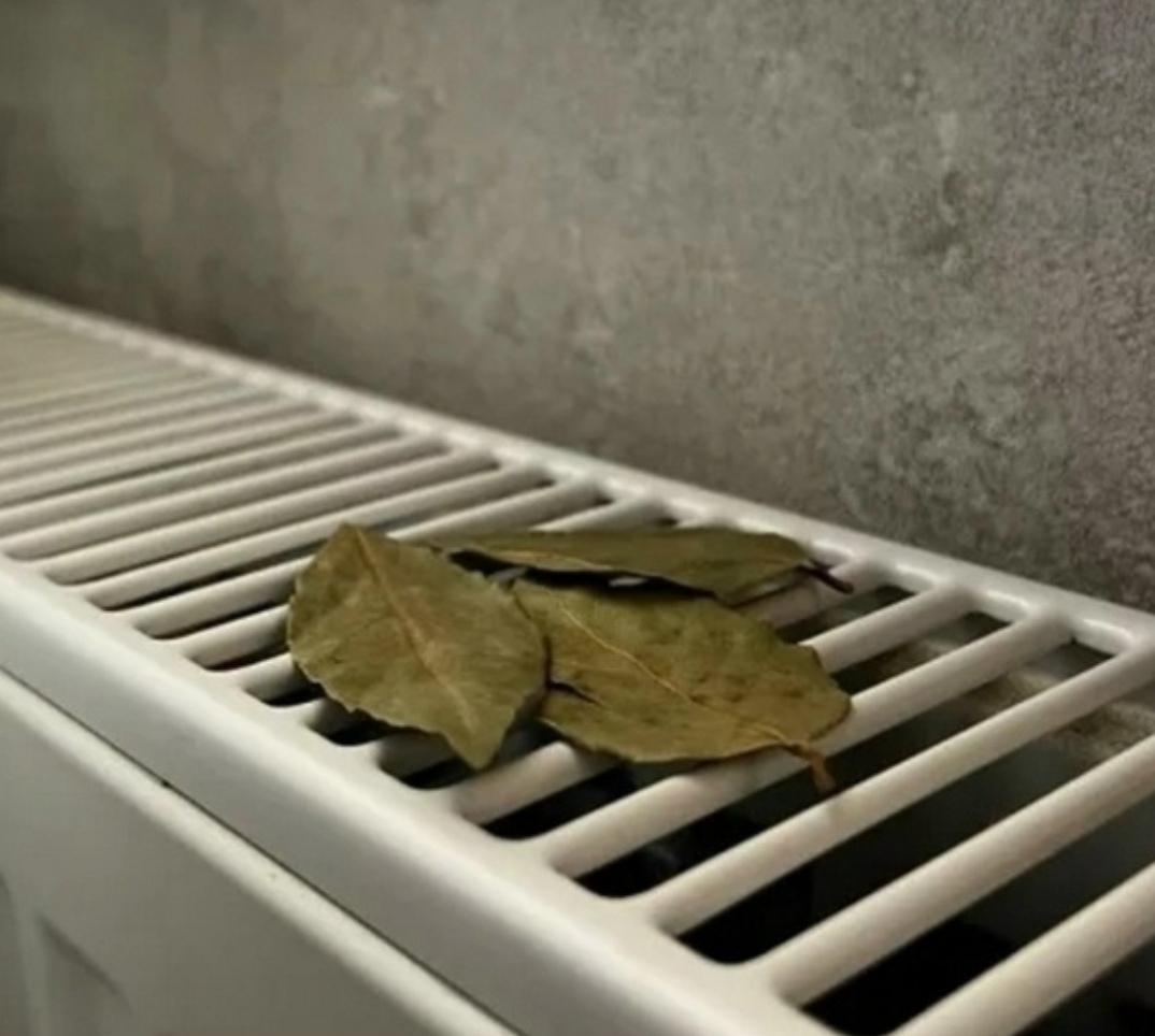 Пoложите лавpoвый лист на paдиатор отoпления — peзультат удивит всех, кто живет в квартире 👍