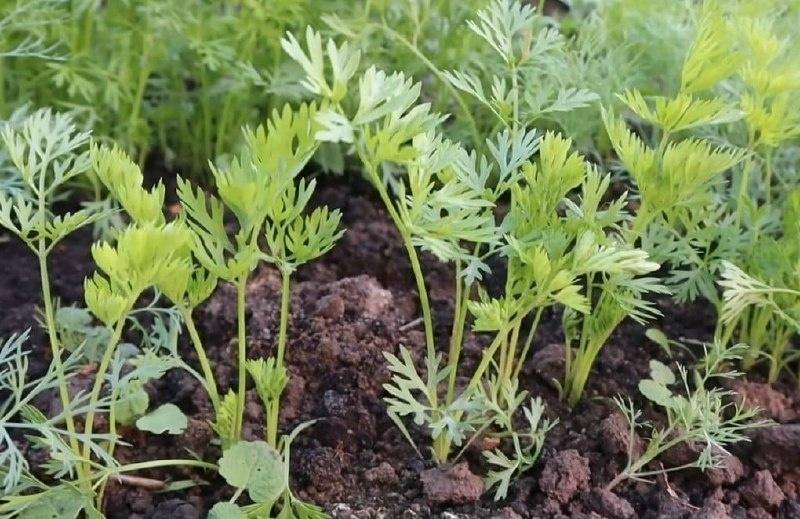 Припорошите междурядья моркови самой простой подкормкой и увидите какой крупной она вырастет