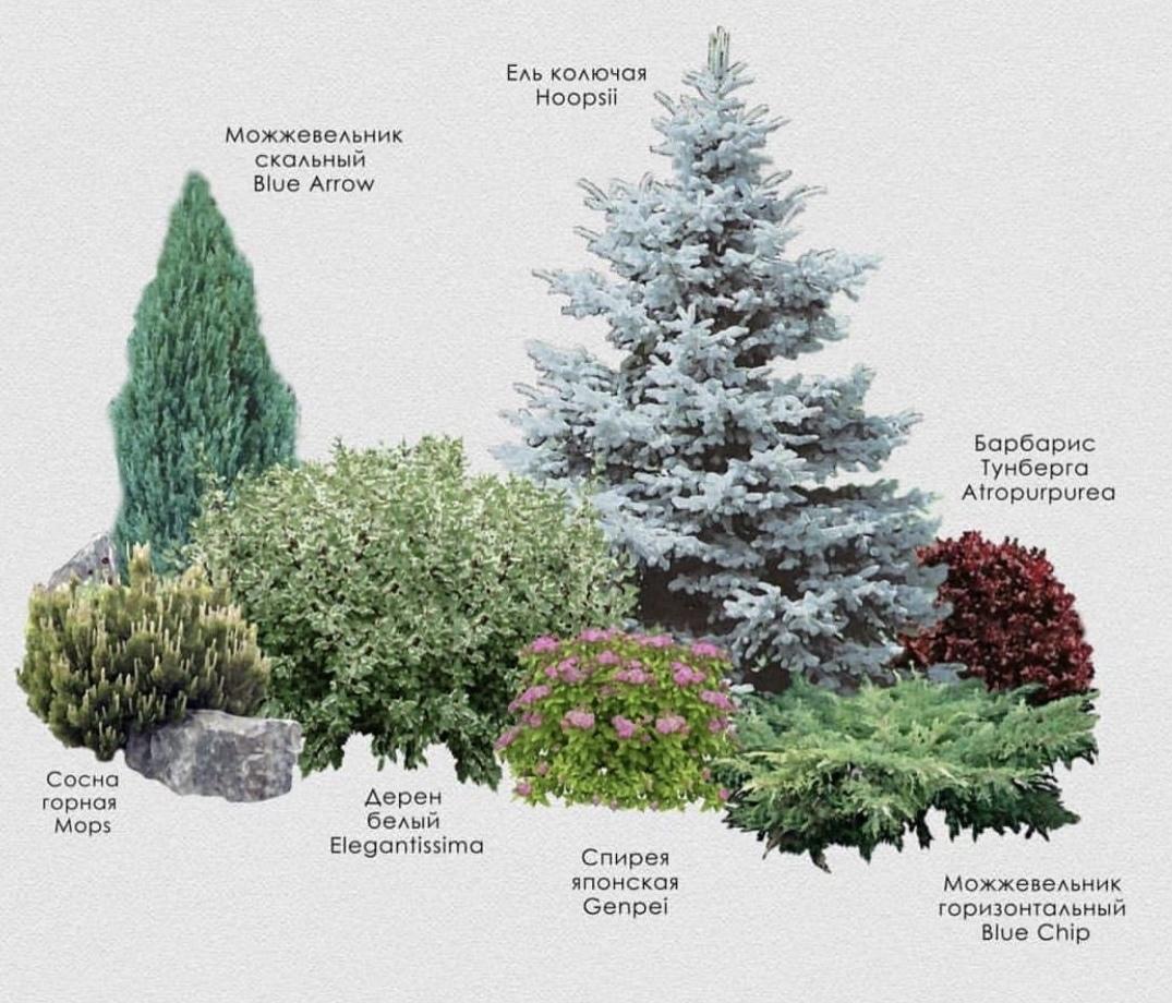 Идеи оформления клумб с голубыми ёлочками