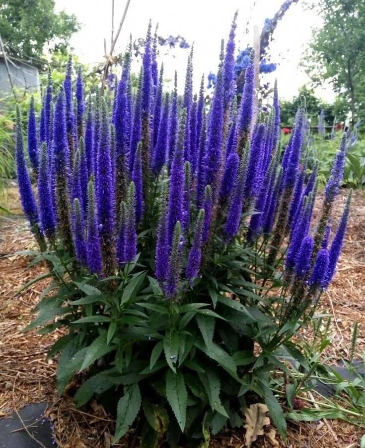 Вместо лаванды: 9 очаровательных и неприхотливых альтернатив