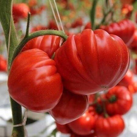 Чтобы томаты быстрее краснели🍅 🍅 🍅