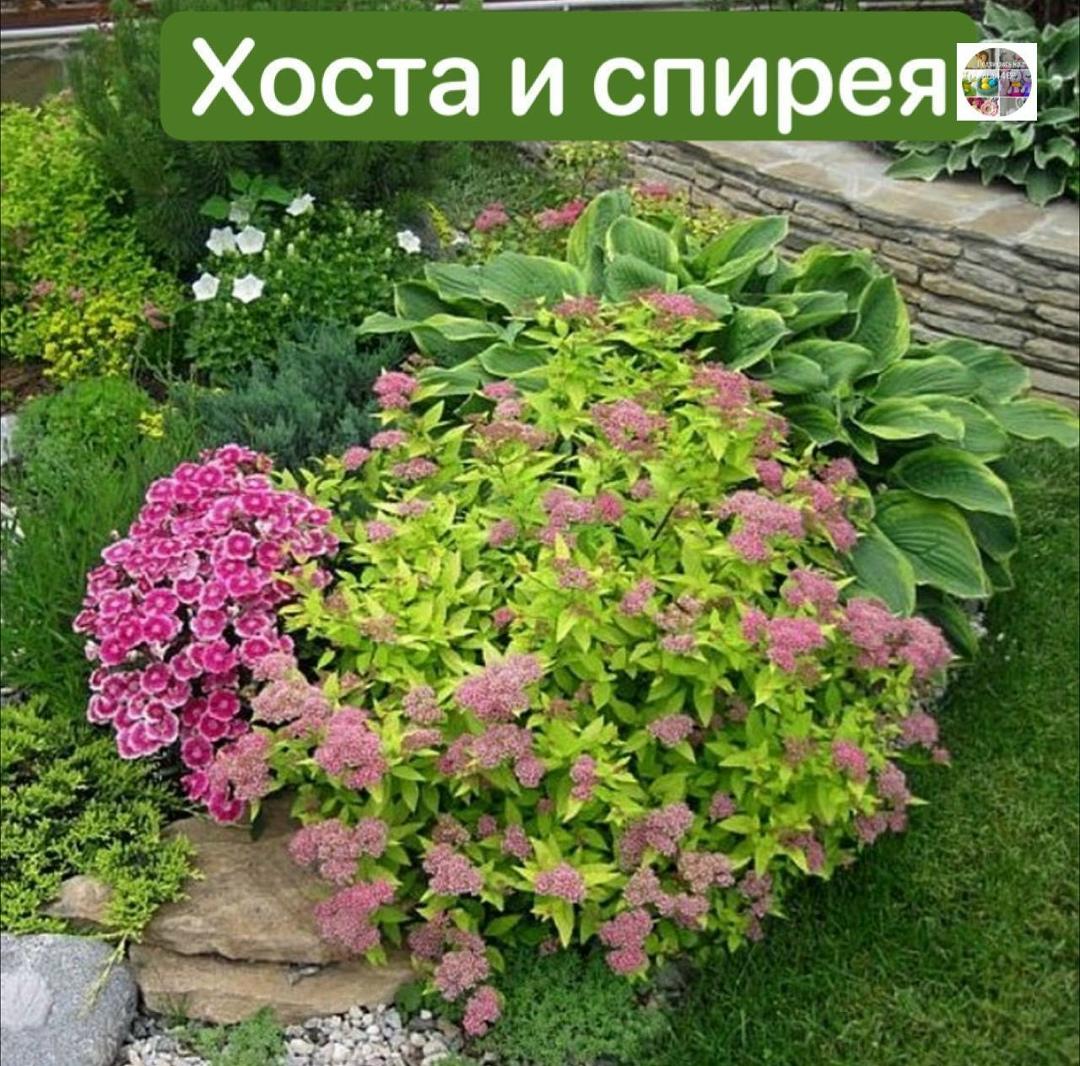 С чем сочетать хосты?