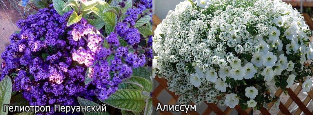 &#127800;САМЫЕ АРОМАТНЫЕ САМЫЕ ДУШИСТЫЕ САДОВЫЕ ЦВЕТЫ