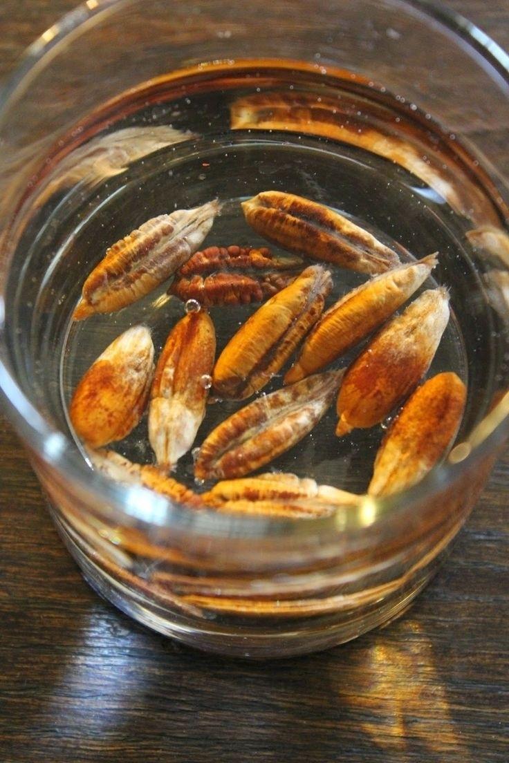 Из косточки финика возможно вырастить финиковую пальму