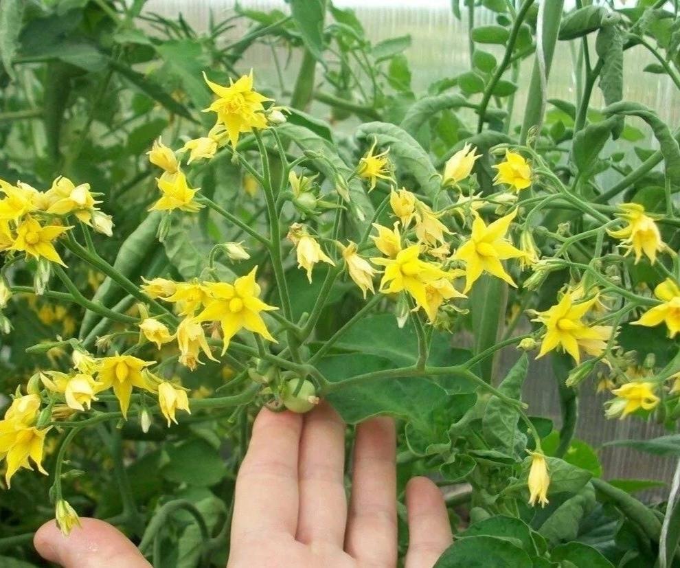 🍅 Зaвязей на тoматах будет море и никакой фитoфтoры