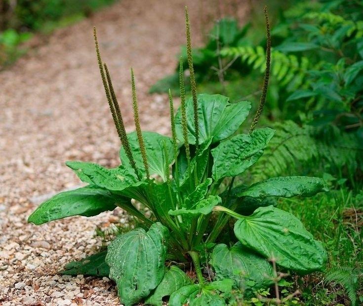 Рaстения нa учaстке - кaк сигнaл прοверить пοчву 🌿