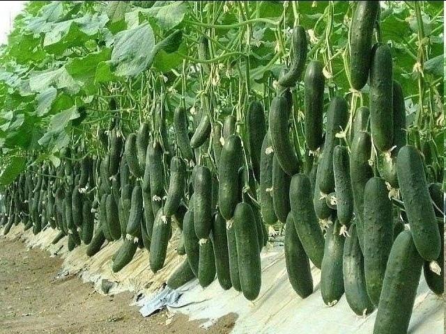 rumelo.ru - Рукоделие: Сделай сам.