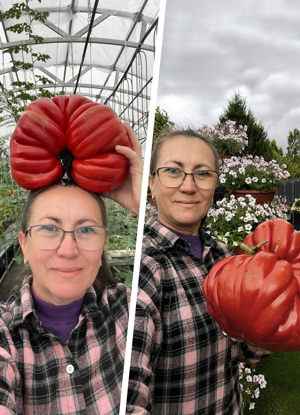 🍅Москвичка вырастила томат-гигант весом 3 килограмма 90 граммов!