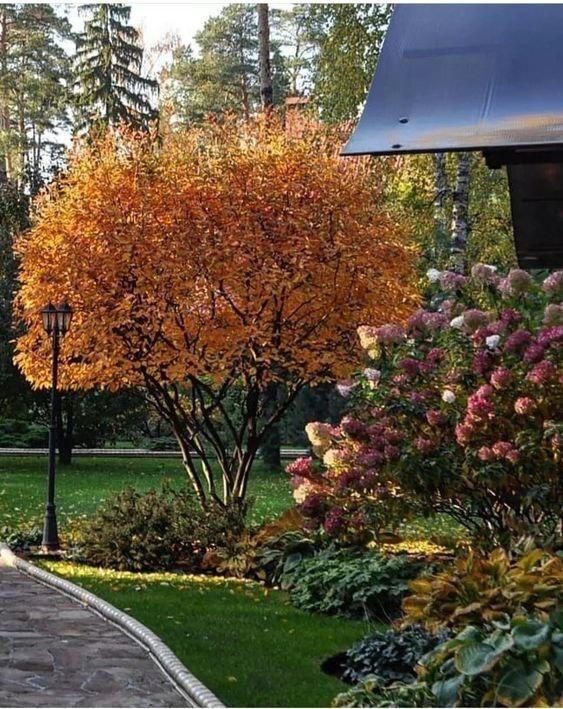 Осень – это время наслаждаться яркими красками и красотой вашего сада