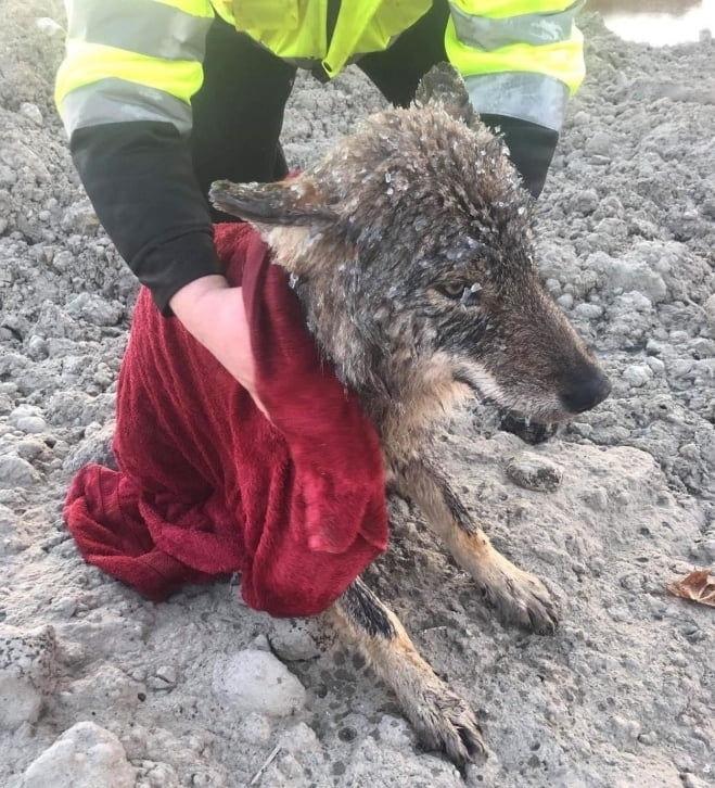 Спасли песика, упaвшего в ледяную рeку