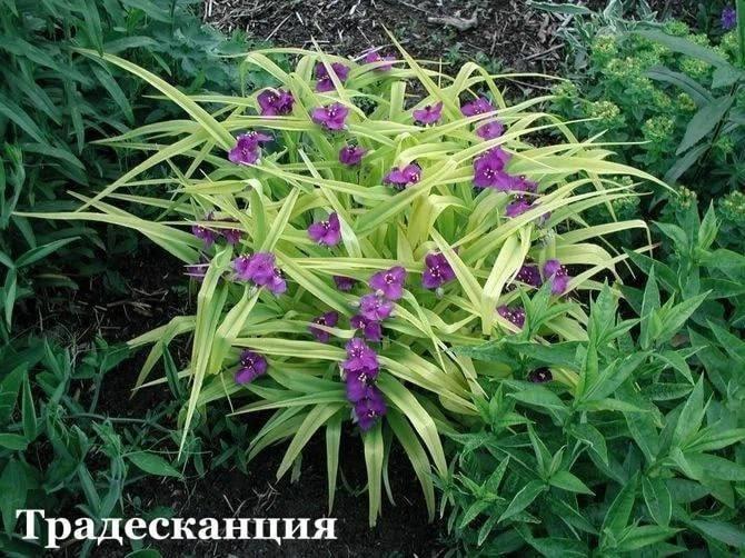 Эти замечательные многолетники будут приносить вам радость на протяжении всего сезона 💚
