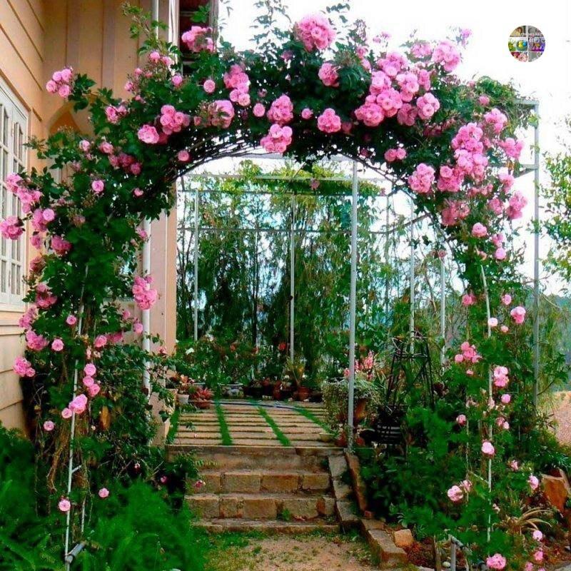 Арки из плетистых роз придают саду чарующий и волшебный вид&#128077;️