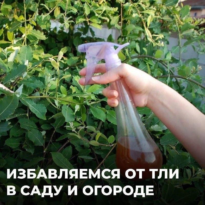 📝 Обpатите вниманиe на эти способы борьбы с тлёй на вашем огороде