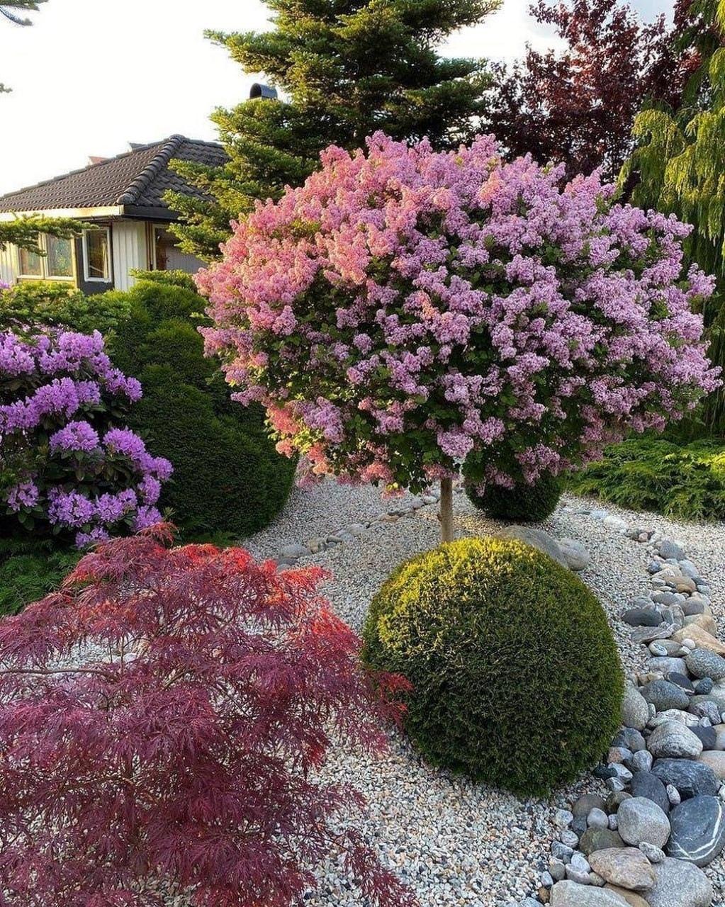 Красивая карликовая сирень🌺