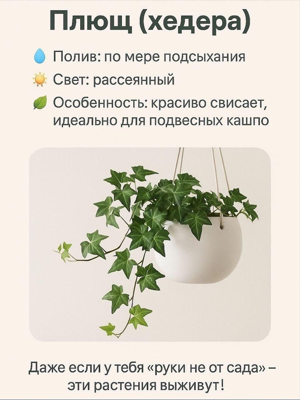 Хочешь зелени дома, но всё время забываешь полить растения? Эти красавцы не обидятся — им почти ничего не нужно &#128154;