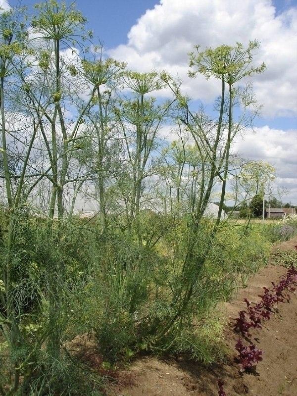 вообще не у всех укроп растёт как сорняк, в огромных количeствах. Вот и у меня не рос, а потом мне посоветовали сделать это.