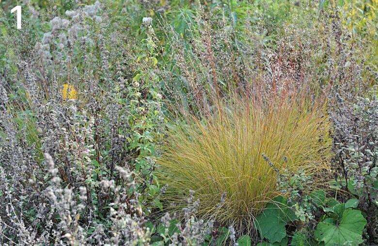 Засуши для души: 5 злаков для зимних букетов&#127806;