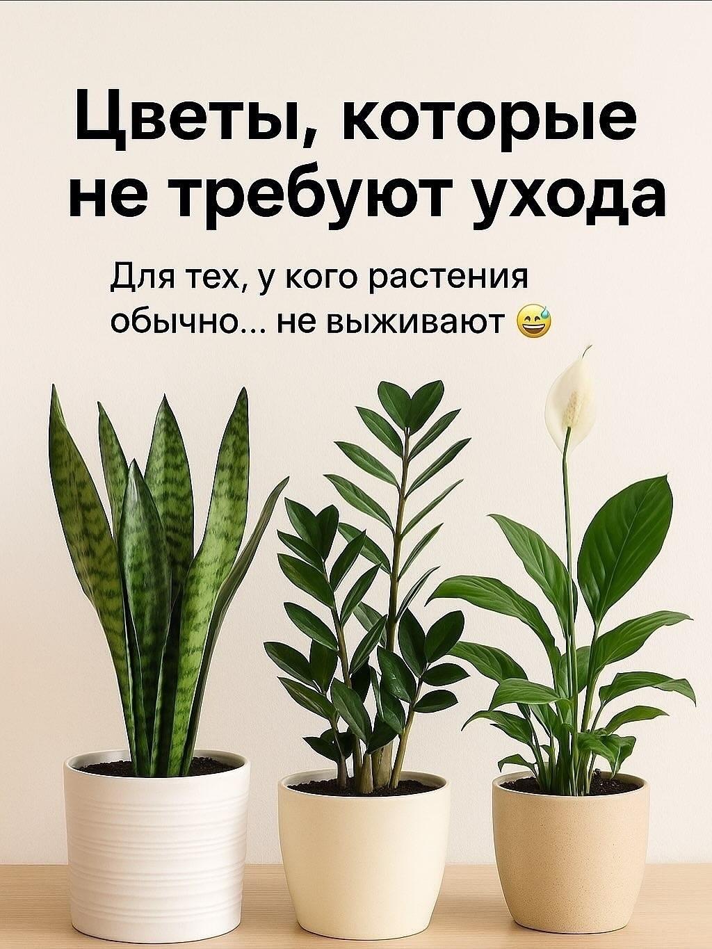 Шпаргалка тех, кто любит комнатные цветы, но забывает за ними ухаживать