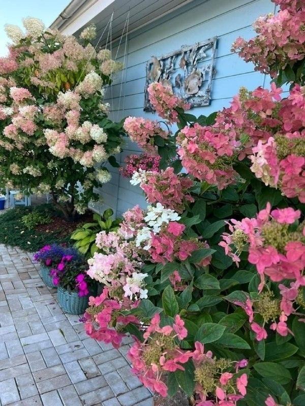 Как и где правильно посадить гортензию?🌺