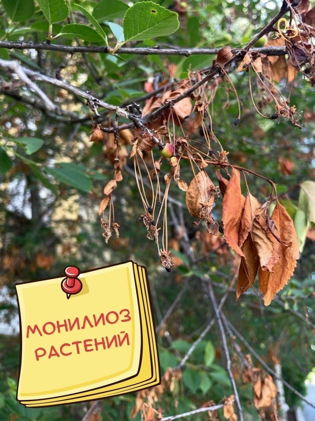 ❓КАК БОРОТЬСЯ с этим опасным грибковым заболеванием, которое способно уничтожить целое дерево?