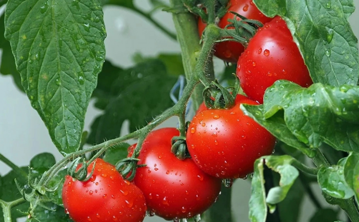 Рассада томатов больше не болеет и не вытягивается: показываем методику ухода, пока она не высажена в грунт