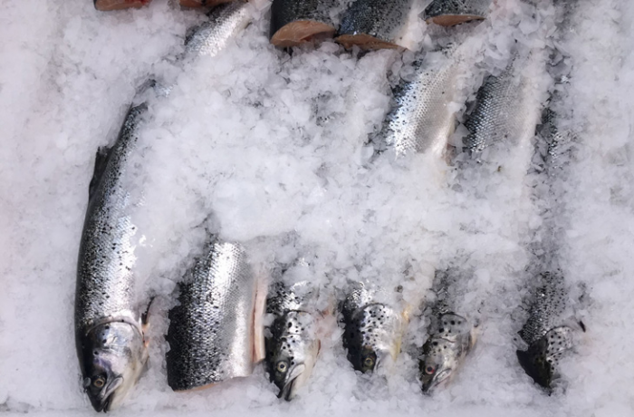 6 тонкостей покупки свежего лосося