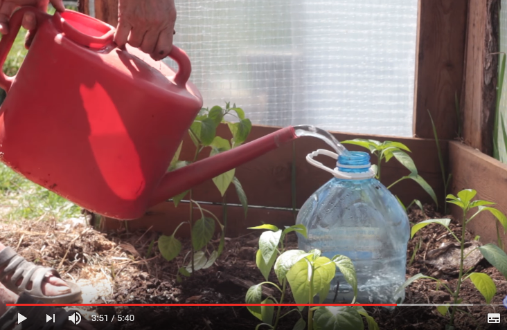 Как сделать правильный капельный полив из пластиковых бутылок своими руками?