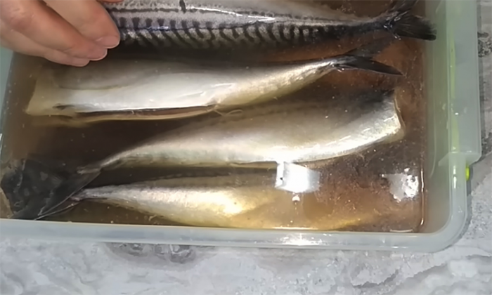 Янтарная скумбрия холодного копчения: простой и уникальный рецепт северных моряков