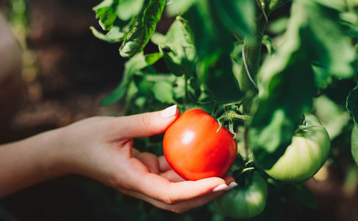 Помогаем помидорам не болеть: профилактика в летний сезон для большего урожая